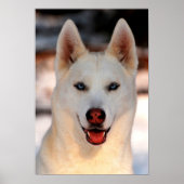 White Siberian Husky Photo Poster (Voorkant)