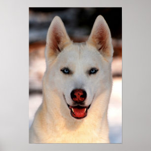 White Siberian Husky Photo Poster