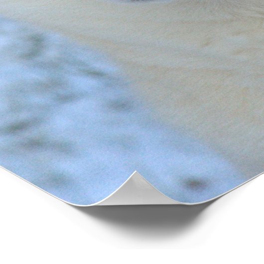 White Siberian Husky poster (Hoek)