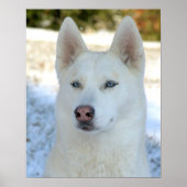 White Siberian Husky poster (Voorkant)