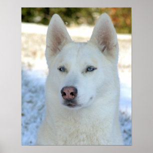 White Siberian Husky poster