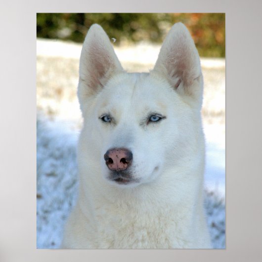 White Siberian Husky poster (Voorkant)