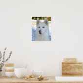 White Siberian Husky poster (Keuken)