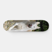 White Siberian husky skateboard (Horizontaal)