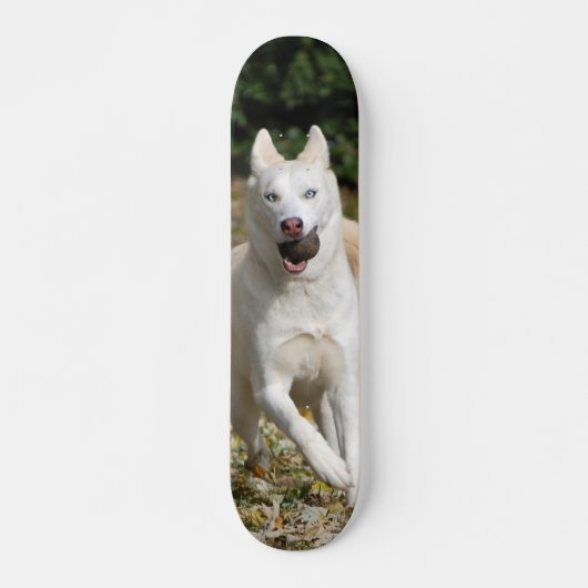 White Siberian husky skateboard (Voorkant)