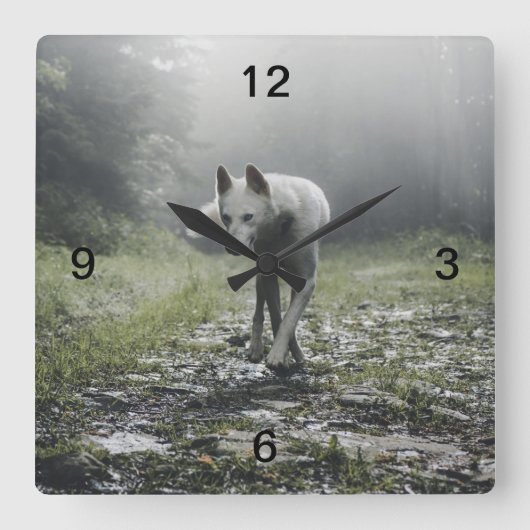 White Siberian Husky Vierkante Klok (Voorkant)