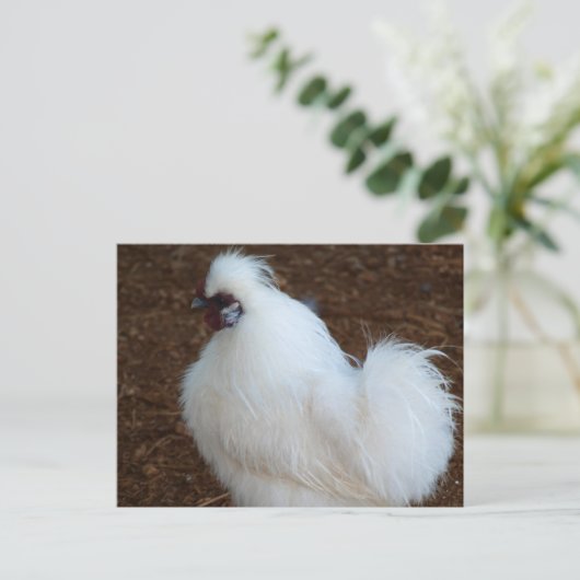 White Silkie Chicken Briefkaart (Staand voorkant)