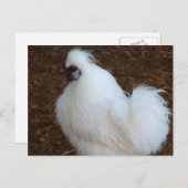 White Silkie Chicken Briefkaart (Voorkant / Achterkant)