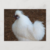 White Silkie Chicken Briefkaart (Voorkant)