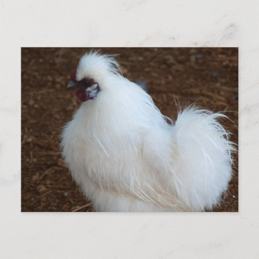White Silkie Chicken Briefkaart (Voorkant)