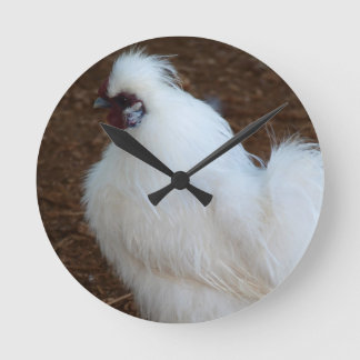 White Silkie Chicken Ronde Klok