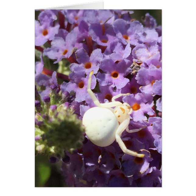 White Smiling Face Spider Kaart (Voorkant)