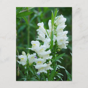 White Snapdragon Flowers Briefkaart