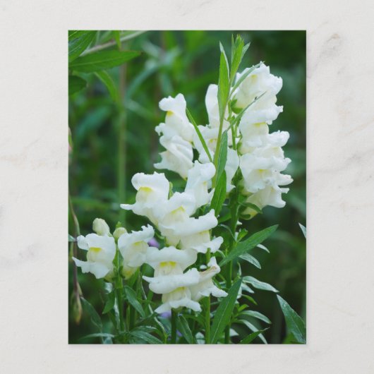 White Snapdragon Flowers Briefkaart (Voorkant)