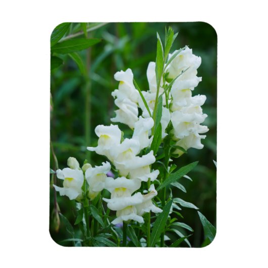White Snapdragon Flowers Magnet Magneet (Verticaal)