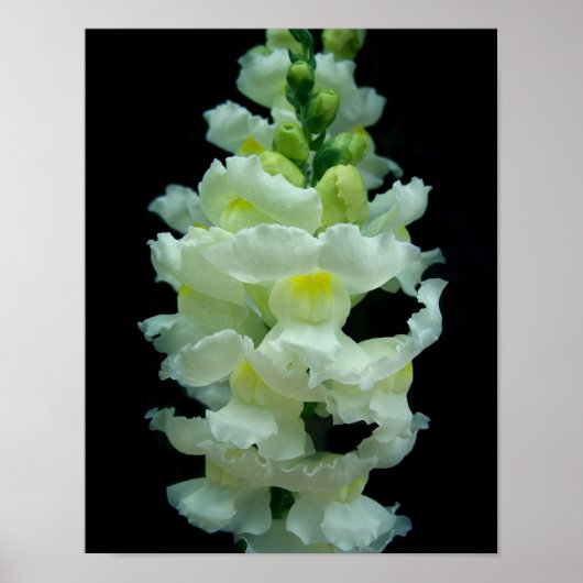 White Snapdragon Poster (Voorkant)