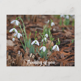 White Snow Drop Celebration Denken aan jou Briefkaart