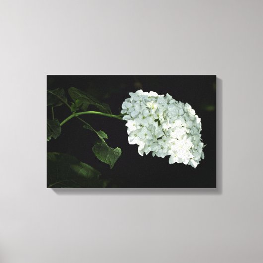 White Snowball Hydrangea - Annabelle Canvas Afdruk (Voorkant)