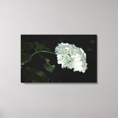 White Snowball Hydrangea - Annabelle Canvas Afdruk (Voorkant)