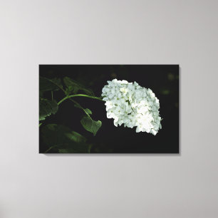 White Snowball Hydrangea - Annabelle Canvas Afdruk