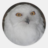 White Snowy Owl Photo Ronde Sticker (Voorkant)