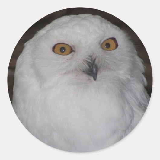 White Snowy Owl Photo Ronde Sticker (Voorkant)