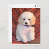 White Speelgoed podle Fluffy Puppy Briefkaart (Voorkant / Achterkant)
