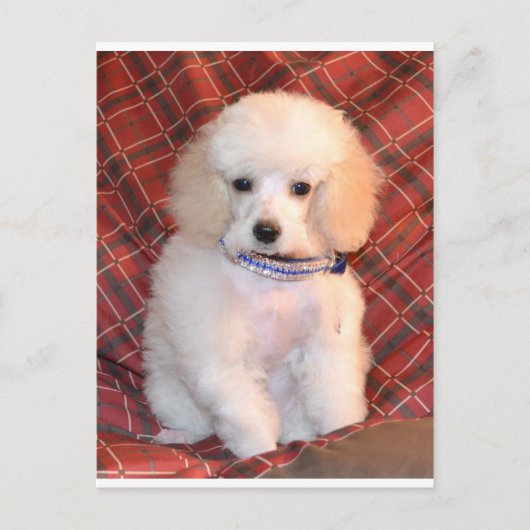 White Speelgoed podle Fluffy Puppy Briefkaart (Voorkant)