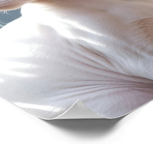 White Sphinx Cat and Flowers Poster (Hoek)