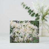 White Spider Lily ポストカー ド Briefkaart (Staand voorkant)