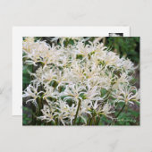 White Spider Lily ポストカー ド Briefkaart (Voorkant / Achterkant)