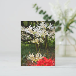 White Spider Lily ポ ト カ ー ド Briefkaart