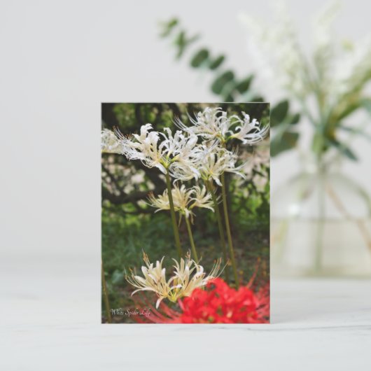 White Spider Lily ポ ト カ ー ド Briefkaart (Staand voorkant)