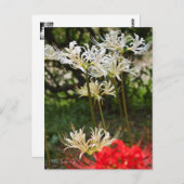 White Spider Lily ポ ト カ ー ド Briefkaart (Voorkant / Achterkant)
