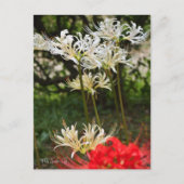 White Spider Lily ポ ト カ ー ド Briefkaart (Voorkant)