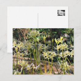 White Spider Lily ポ ト カ ー ド Briefkaart