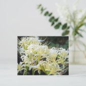 White Spider Lily ポ ト カ ー ド Briefkaart (Staand voorkant)