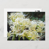 White Spider Lily ポ ト カ ー ド Briefkaart (Voorkant / Achterkant)