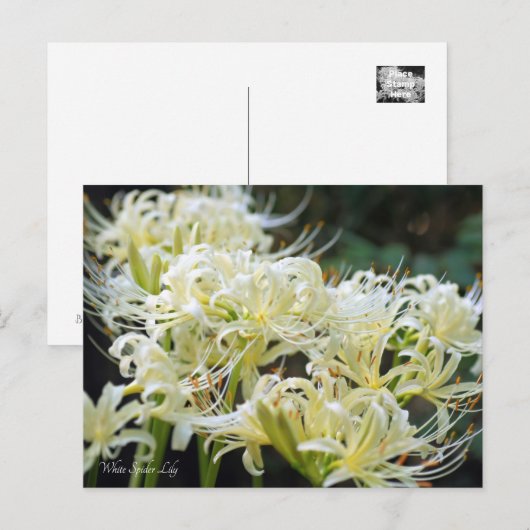 White Spider Lily ポ ト カ ー ド Briefkaart (Voorkant / Achterkant)