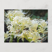 White Spider Lily ポ ト カ ー ド Briefkaart (Voorkant)