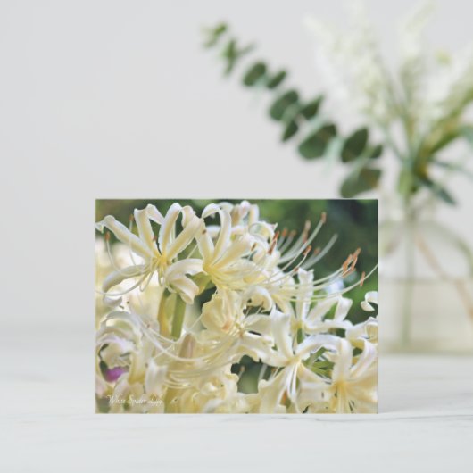 White Spider Lily ポ ト カ ー ド Briefkaart (Staand voorkant)