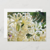 White Spider Lily ポ ト カ ー ド Briefkaart (Voorkant / Achterkant)