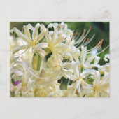 White Spider Lily ポ ト カ ー ド Briefkaart (Voorkant)