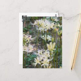 White Spider Lily ポ ト カ ー ド Briefkaart