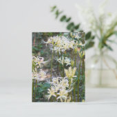 White Spider Lily ポ ト カ ー ド Briefkaart (Staand voorkant)