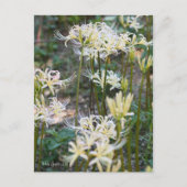 White Spider Lily ポ ト カ ー ド Briefkaart (Voorkant)