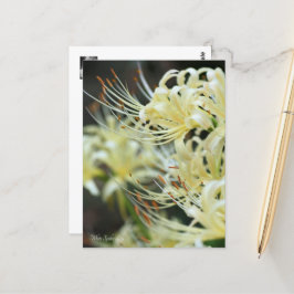 White Spider Lily Briefkaart