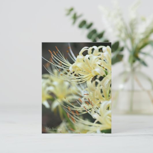 White Spider Lily Briefkaart (Staand voorkant)