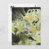White Spider Lily Briefkaart (Voorkant / Achterkant)