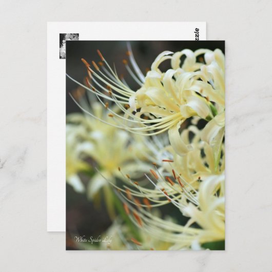 White Spider Lily Briefkaart (Voorkant / Achterkant)